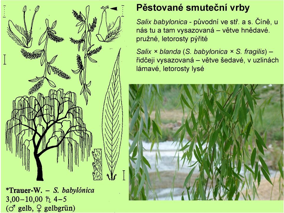 pružné, letorosty pýřité Salix blanda (S. babylonica S.