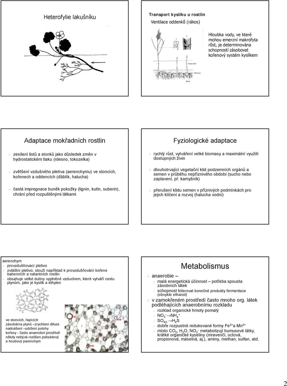 halucha) častá impregnace buněk pokožky (lignin, kutin, suberin), chrání před rozpuštěnými látkami Fyziologické adaptace rychlý růst, vytváření velké biomasy a maximální využití dostupných živin