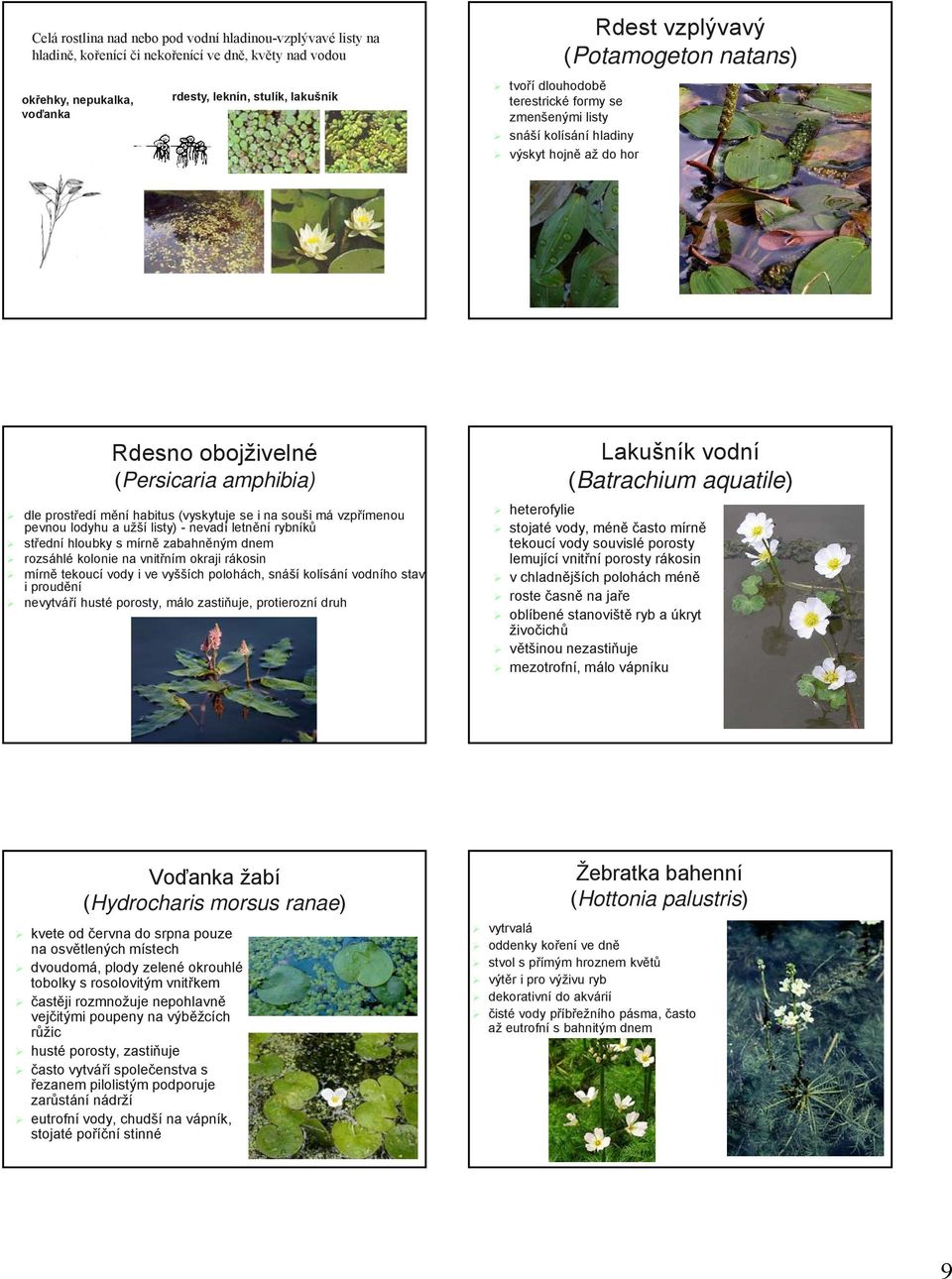 (vyskytuje se i na souši má vzpřímenou pevnou lodyhu a užší listy) - nevadí letnění rybníků střední hloubky s mírně zabahněným dnem rozsáhlé kolonie na vnitřním okraji rákosin mírně tekoucí vody i ve