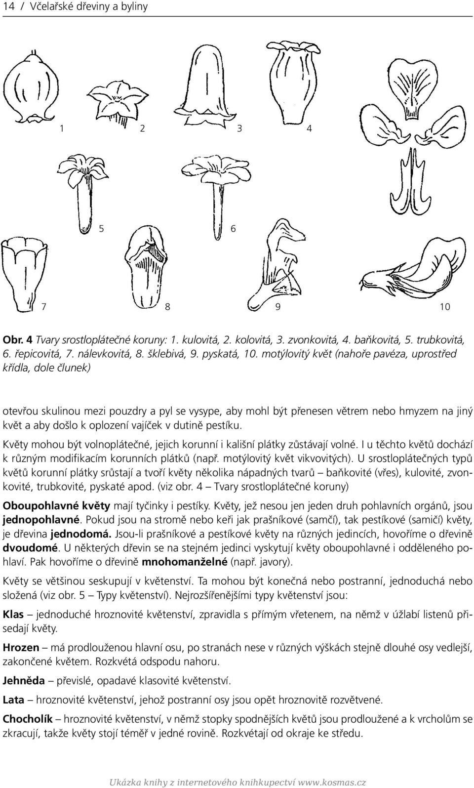 Květy hu být vlnplátčné, jjich krunní i kališní plátky zůstávají vlné. I u těcht květů dchází k různý difikací krunních plátků (např. týlvitý květ vikvvitých).