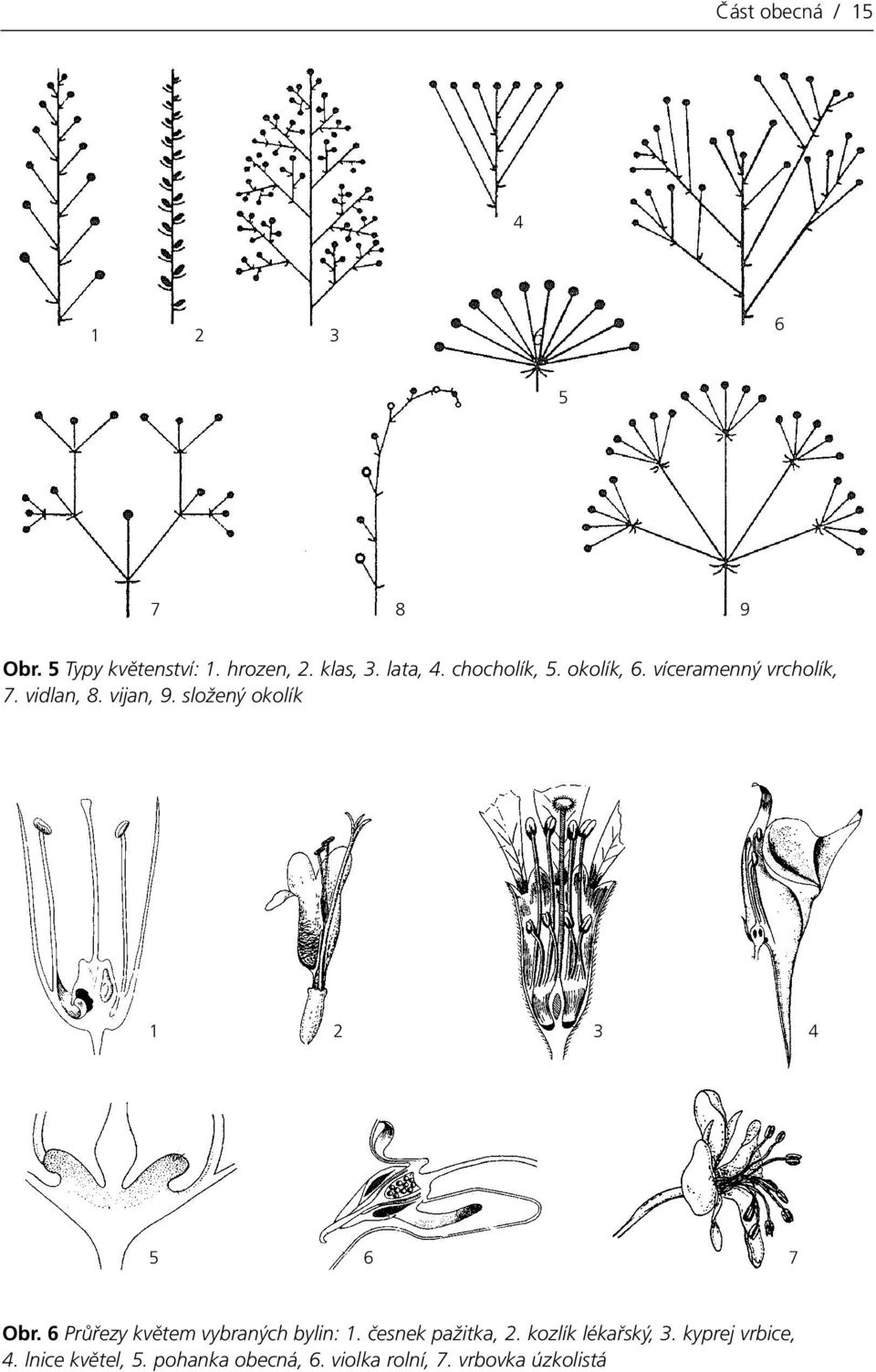 lata, 4. chchlík, 5. klík, 6. vícranný vrchlík, 7. vidlan, 8. vijan, 9. slžný klík 1 2 3 4 5 6 7 br.