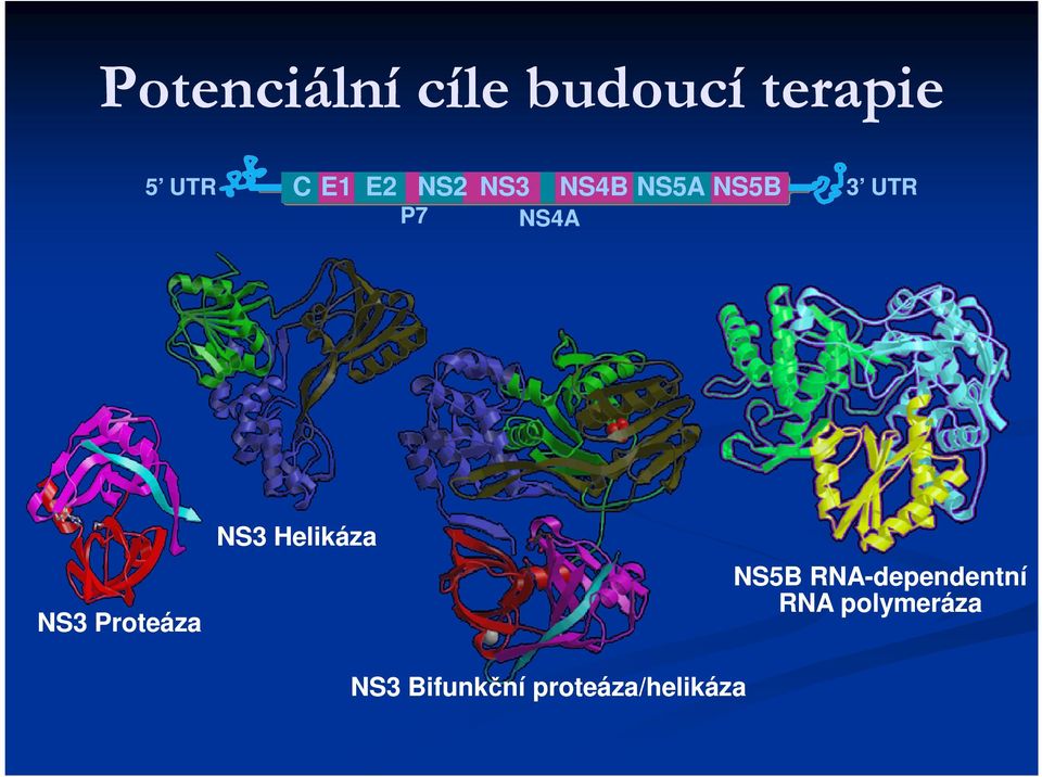 Proteáza NS3 Helikáza NS5B RNA-dependentní