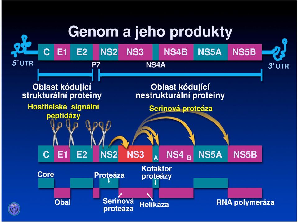 kódující nestrukturální proteiny Serinová proteáza C Core E1 E2 NS2 Proteáza