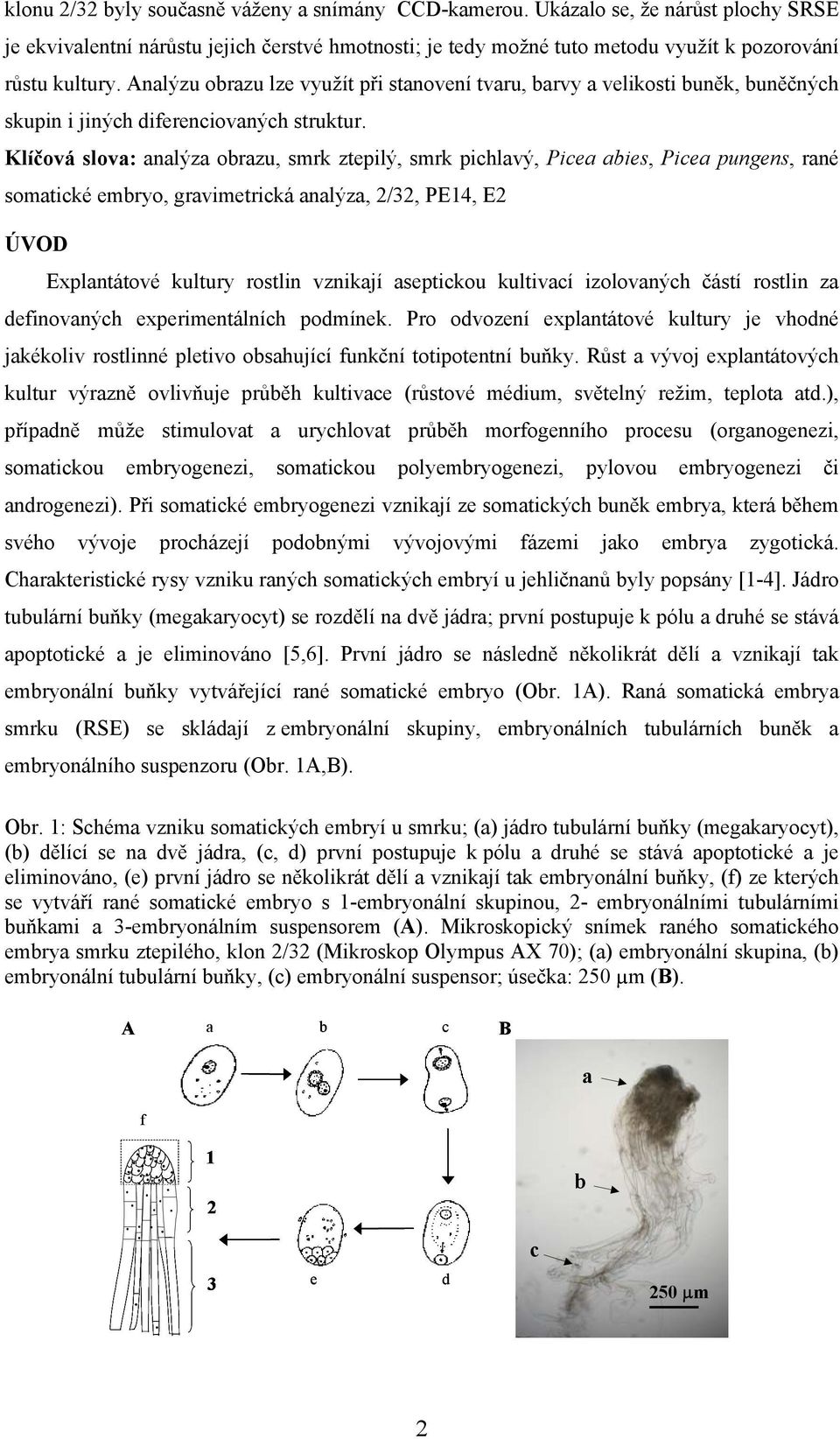 Klíčová slova: analýza obrazu, smrk ztepilý, smrk pichlavý, Picea abies, Picea pungens, rané somatické embryo, gravimetrická analýza, 2/32, PE14, E2 ÚVOD Explantátové kultury rostlin vznikají