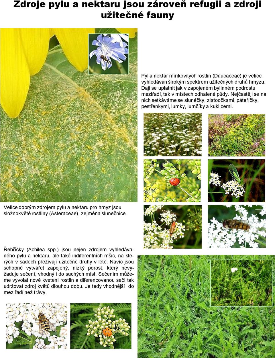 Velice dobrým zdrojem pylu a nektaru pro hmyz jsou složnokvěté rostliny (Asteraceae), zejména slunečnice. Řebříčky (Achilea spp.