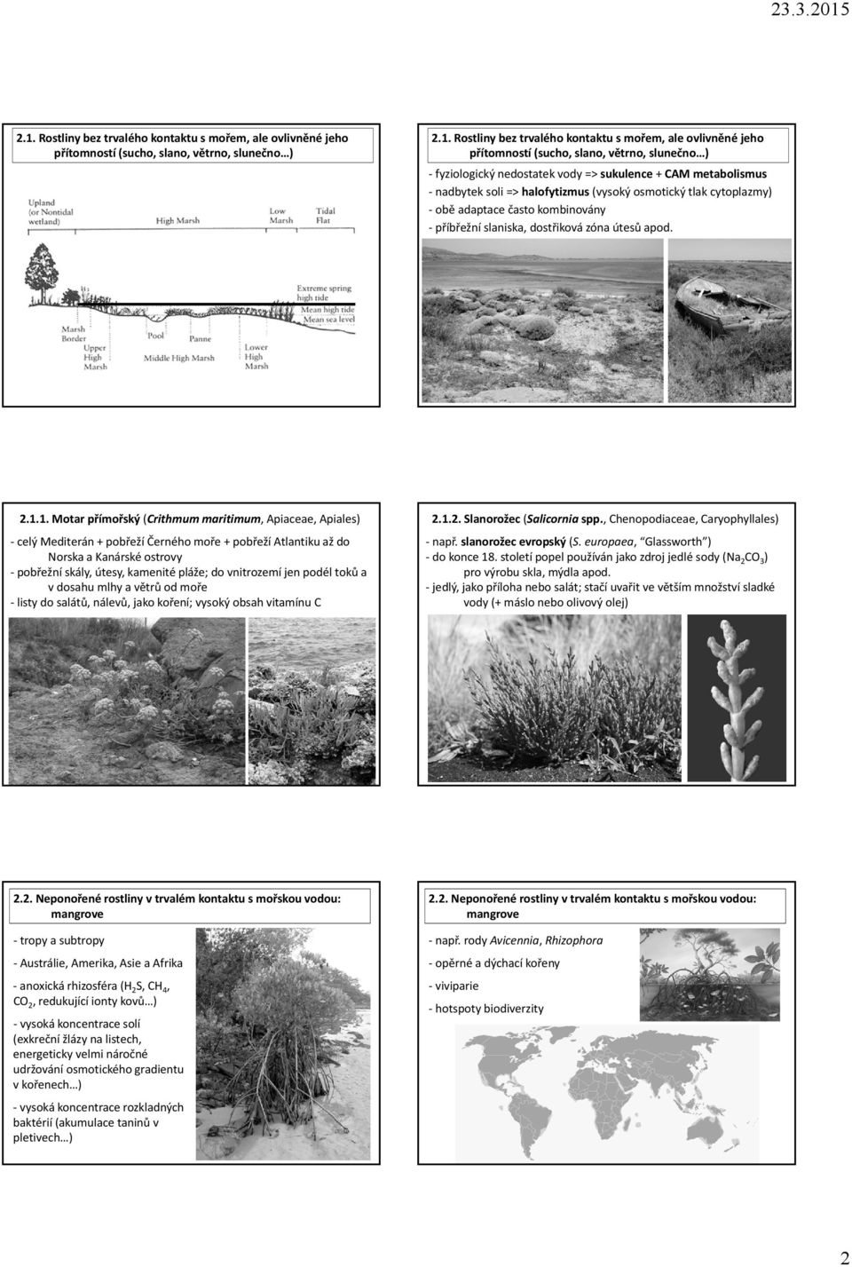 slaniska, dostřiková zóna útesů apod. 2.1.1. Motar přímořský (Crithmum maritimum, Apiaceae, Apiales) 2.1.2. Slanorožec (Salicornia spp.
