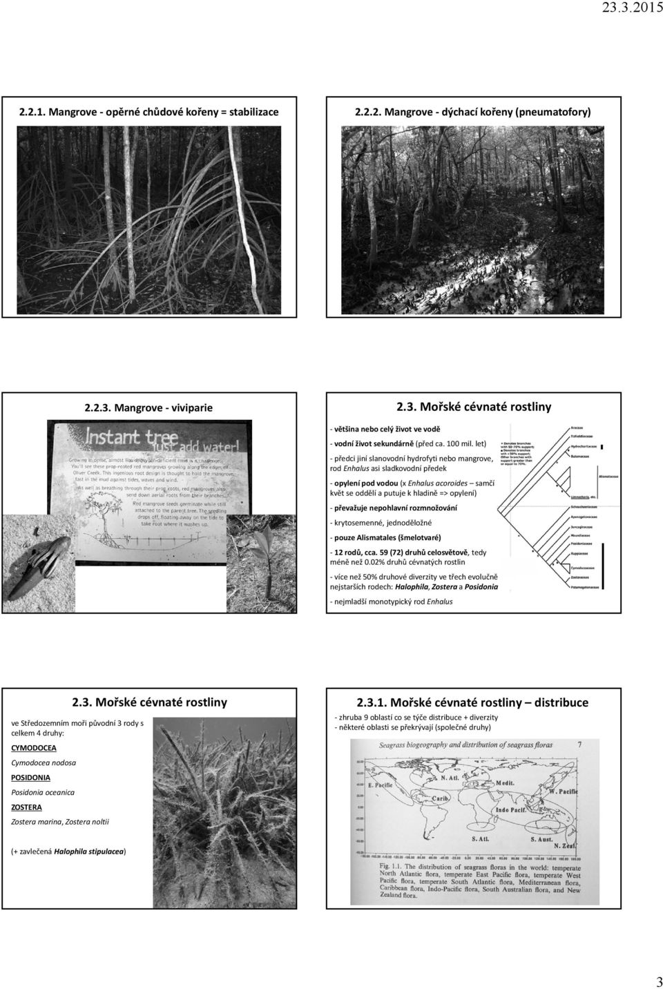 let) předci jiní slanovodní hydrofyti nebo mangrove, rod Enhalus asi sladkovodní předek opylení pod vodou (x Enhalus acoroides samčí květ se oddělí a putuje k hladině => opylení) převažuje nepohlavní