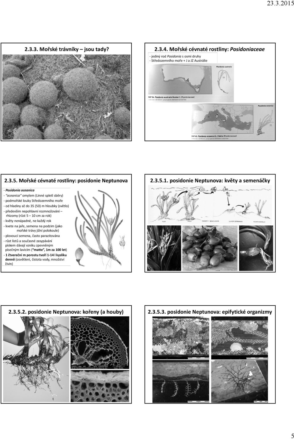 posidonie Neptunova: květy a semenáčky Posidonia oceanica oceanica omylem (Linné spletl sběry) podmořské louky Středozemního moře od hladiny až do 35 (50) m hloubky (světlo) především nepohlavní
