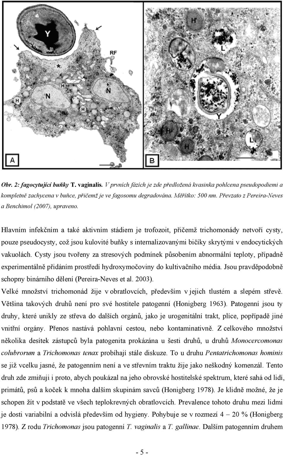 Hlavním infekčním a také aktivním stádiem je trofozoit, přičemž trichomonády netvoří cysty, pouze pseudocysty, což jsou kulovité buňky s internalizovanými bičíky skrytými v endocytických vakuolách.