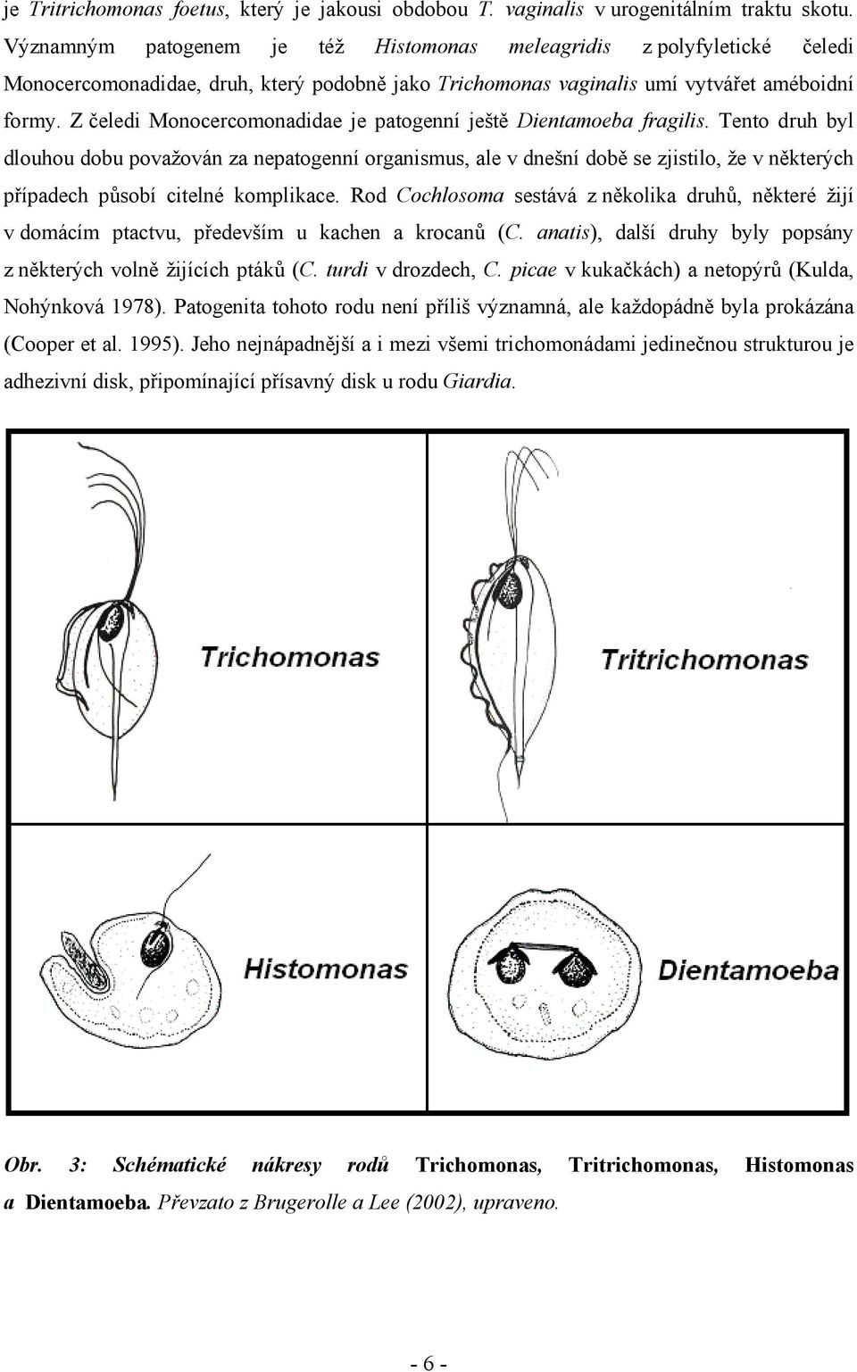 Z čeledi Monocercomonadidae je patogenní ještě Dientamoeba fragilis.