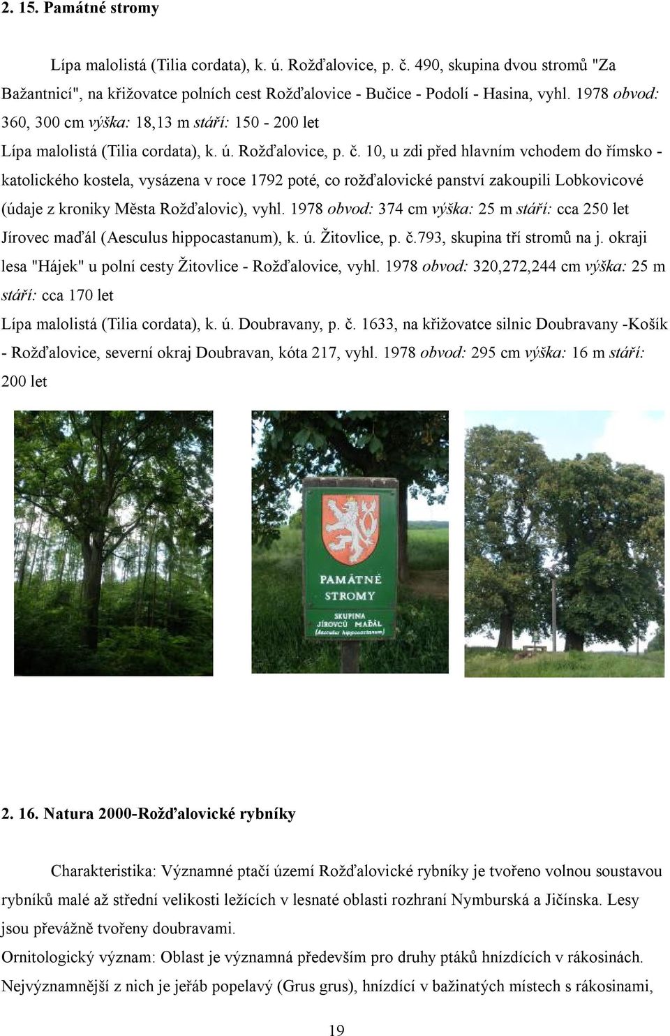 10, u zdi před hlavním vchodem do římsko - katolického kostela, vysázena v roce 1792 poté, co rožďalovické panství zakoupili Lobkovicové (údaje z kroniky Města Rožďalovic), vyhl.