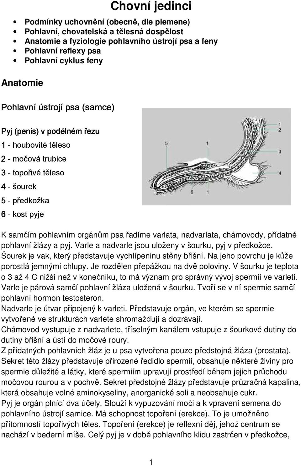 řadíme varlata, nadvarlata, chámovody, přídatné pohlavní žlázy a pyj. Varle a nadvarle jsou uloženy v šourku, pyj v předkožce. Šourek je vak, který představuje vychlípeninu stěny břišní.