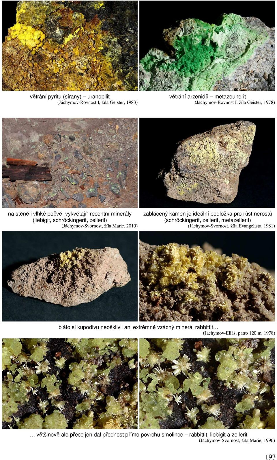 nerostů (schröckingerit, zellerit, metazellerit) (Jáchymov-Svornost, žíla Evangelista, 1981) bláto si kupodivu neošklivil ani extrémně vzácný minerál rabbittit