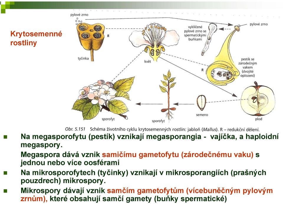 Megaspora dává vznik samičímu gametofytu (zárodečnému vaku) s jednou nebo více oosférami Na