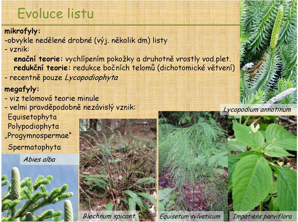 redukční teorie: redukce bočních telomů (dichotomické větvení) - recentně pouze Lycopodiophyta megafyly: - viz