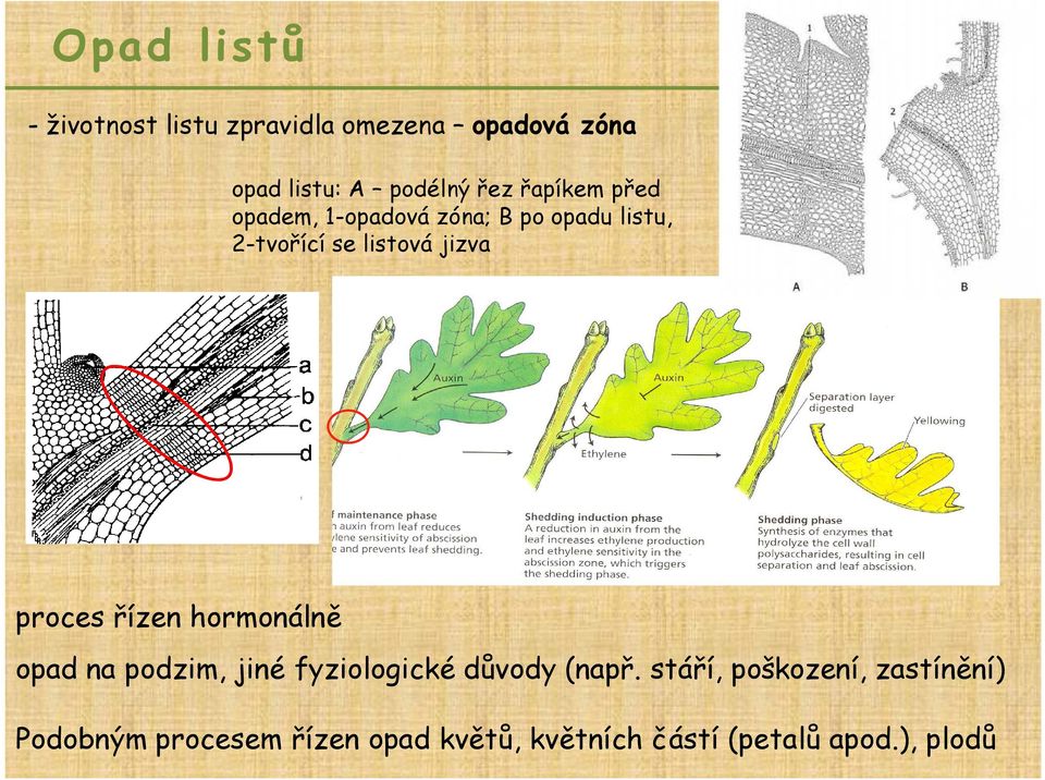 proces řízen hormonálně opad na podzim, jiné fyziologické důvody (např.