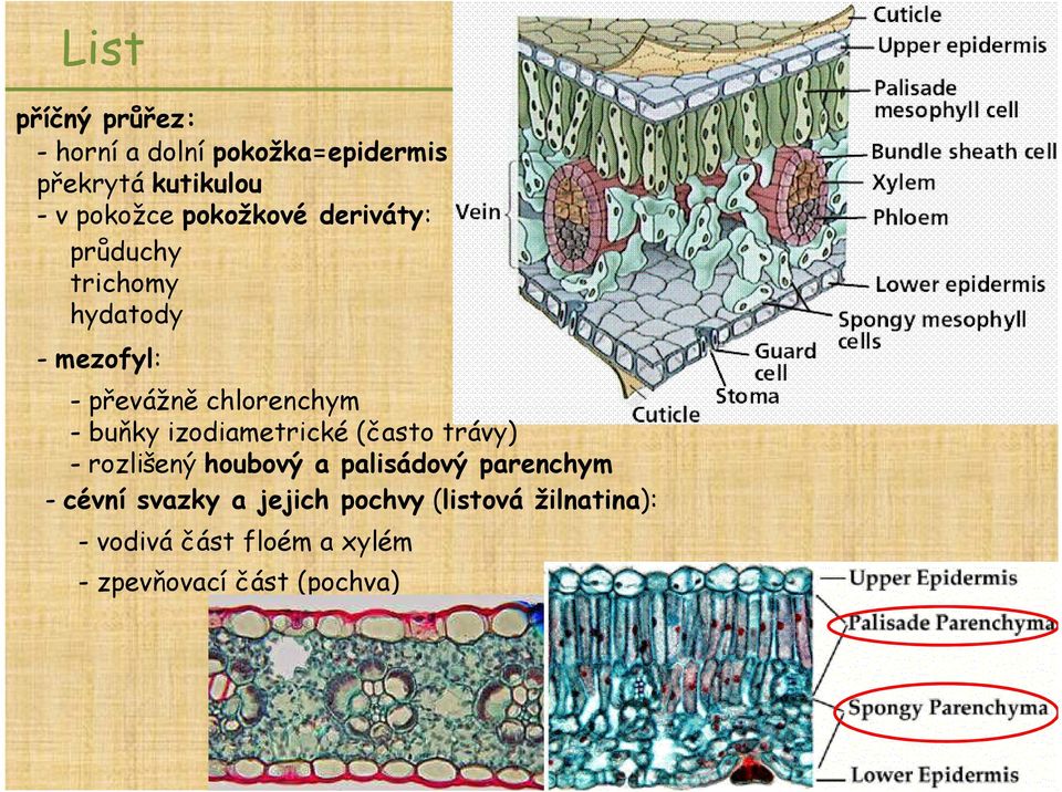 buňky izodiametrické (často trávy) - rozlišený houbový a palisádový parenchym - cévní
