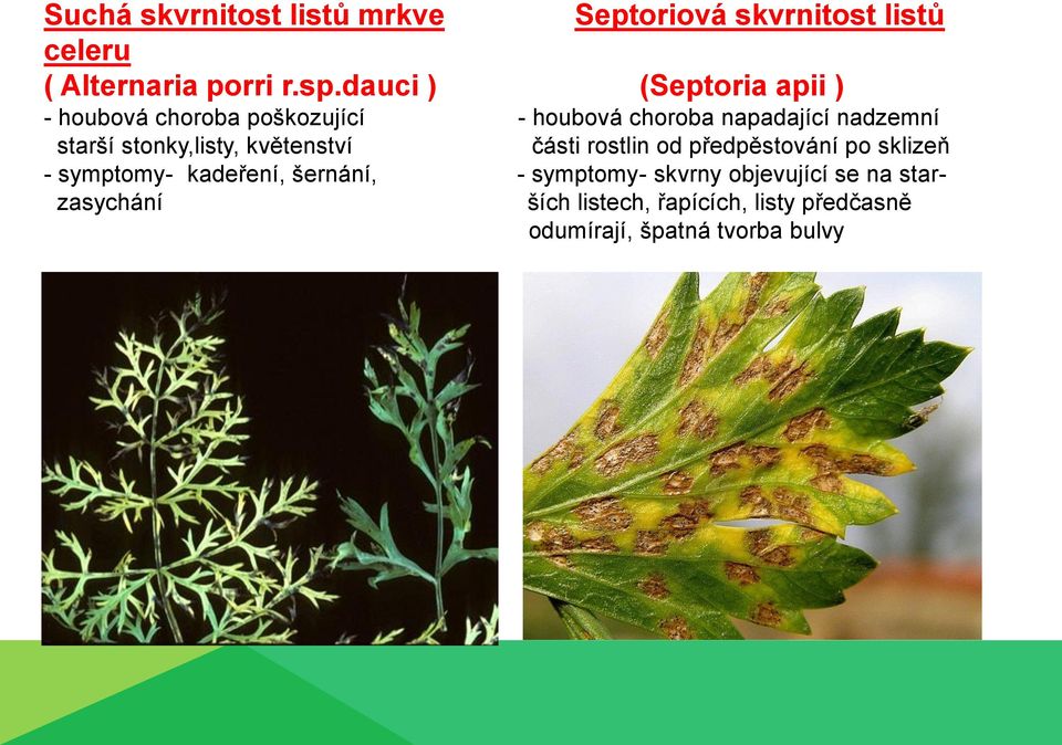 stonky,listy, květenství části rostlin od předpěstování po sklizeň - symptomy- kadeření, šernání, -