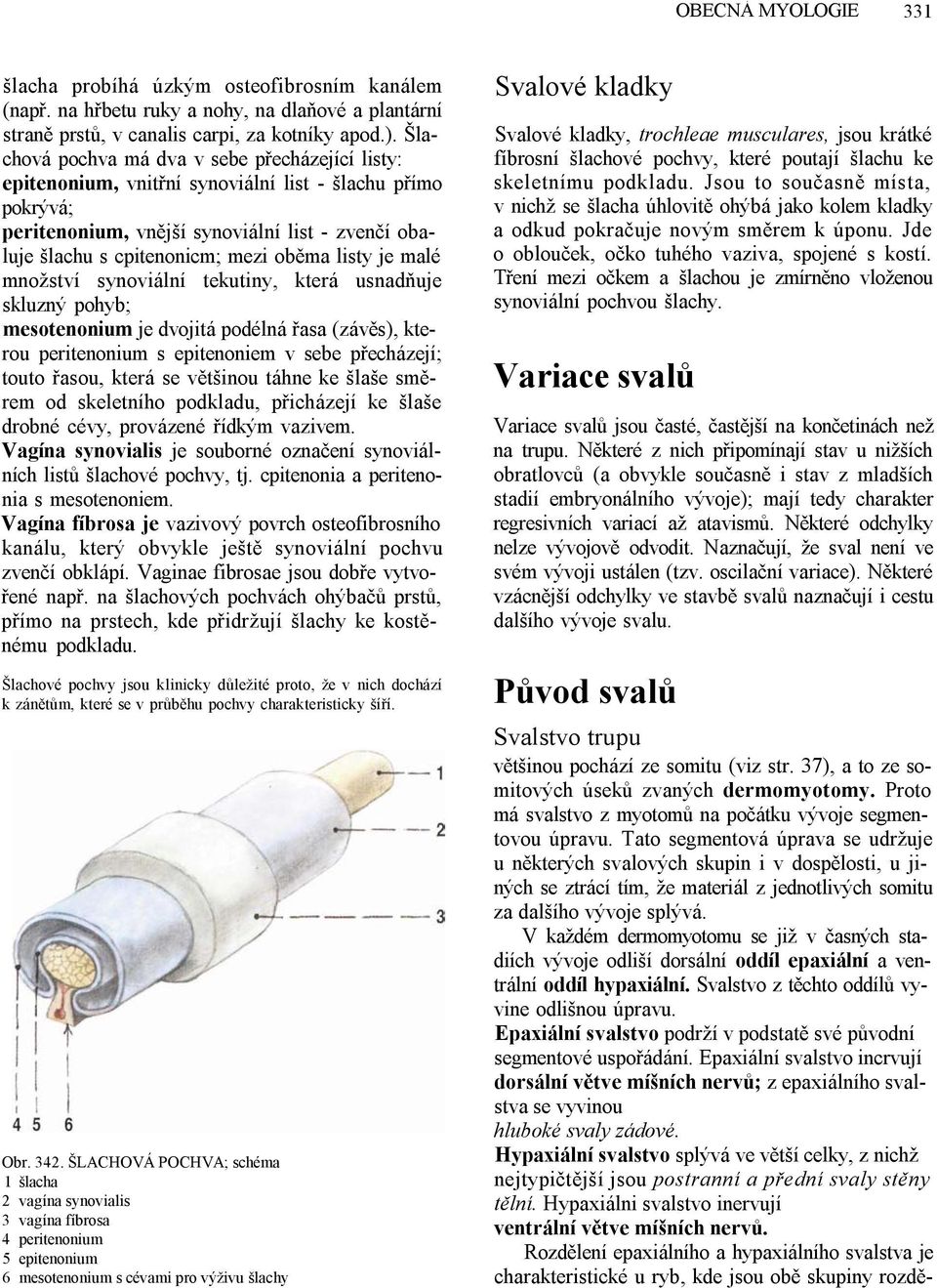 listy je malé množství synoviální tekutiny, která usnadňuje skluzný pohyb; mesotenonium je dvojitá podélná řasa (závěs), kterou peritenonium s epitenoniem v sebe přecházejí; touto řasou, která se