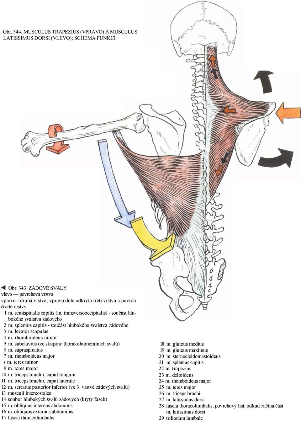 transversooccipitalis) - součást hlubokého svalstva zádového 2 m. splenius capitis - součást hlubokého svalstva zádového 3 m. levator scapulae 4 m. rhomboideus minor 5 m.