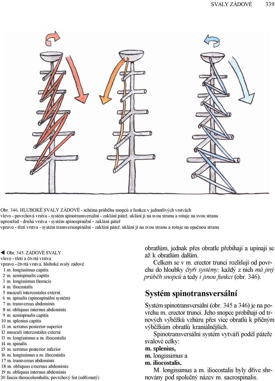 uprostřed - druhá vrstva - systém spinospinálni - zaklání páteř vpravo - třetí vrstva - systém transversospinální - zaklání páteř, uklání ji na svou stranu a rotuje na opačnou stranu Obr. 345.