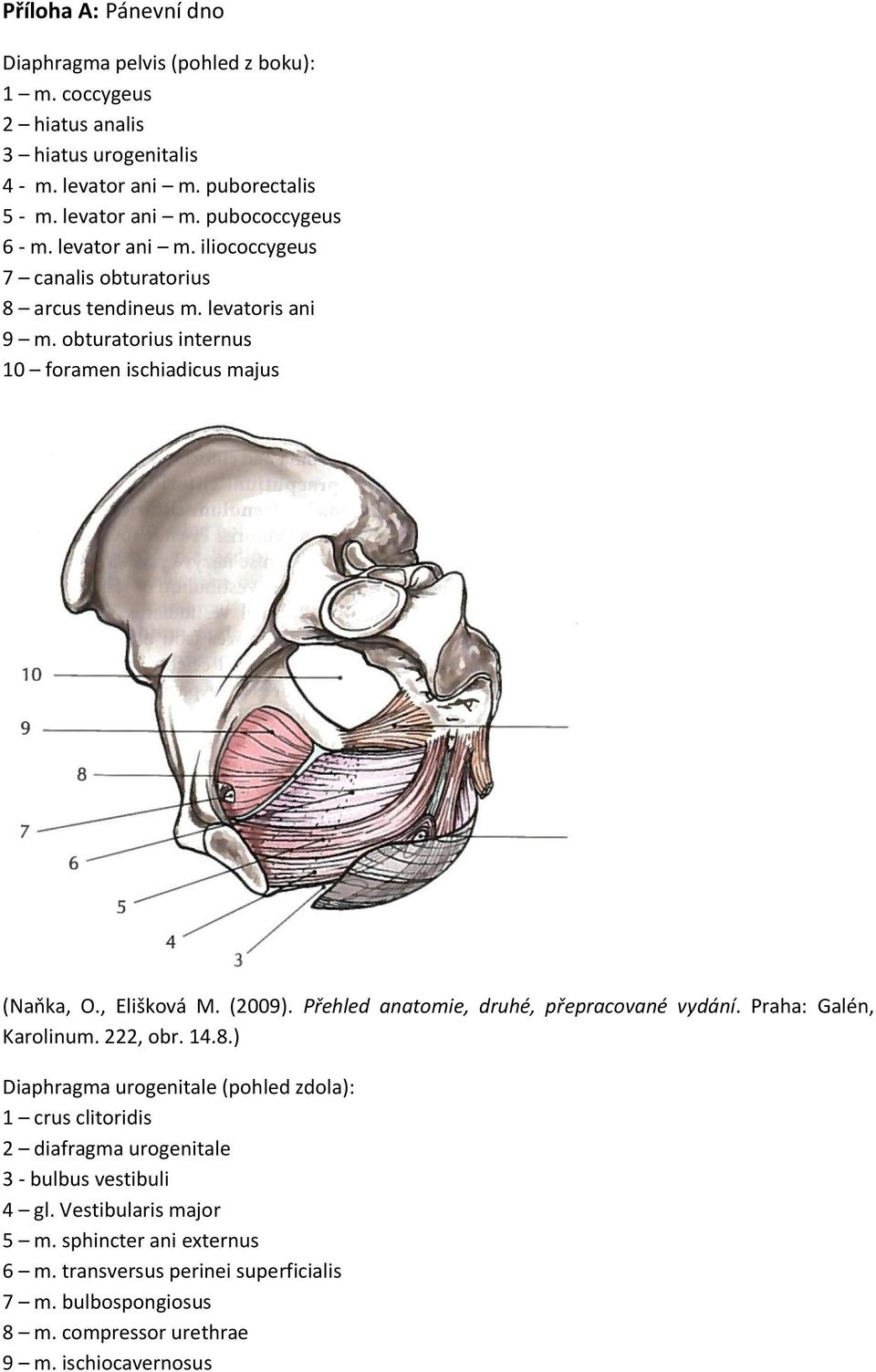 Přehled anatomie, druhé, přepracované vydání. Praha: Galén, Karolinum. 222, obr. 14.8.