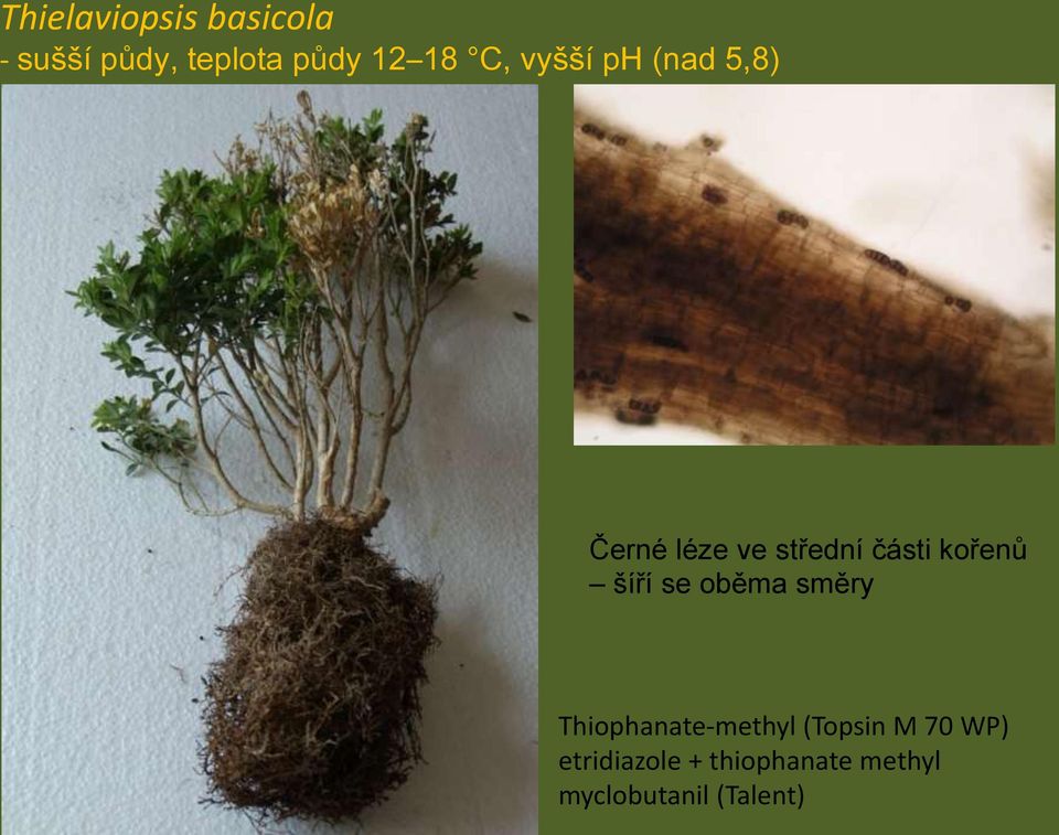 kořenů šíří se oběma směry Thiophanate-methyl (Topsin M