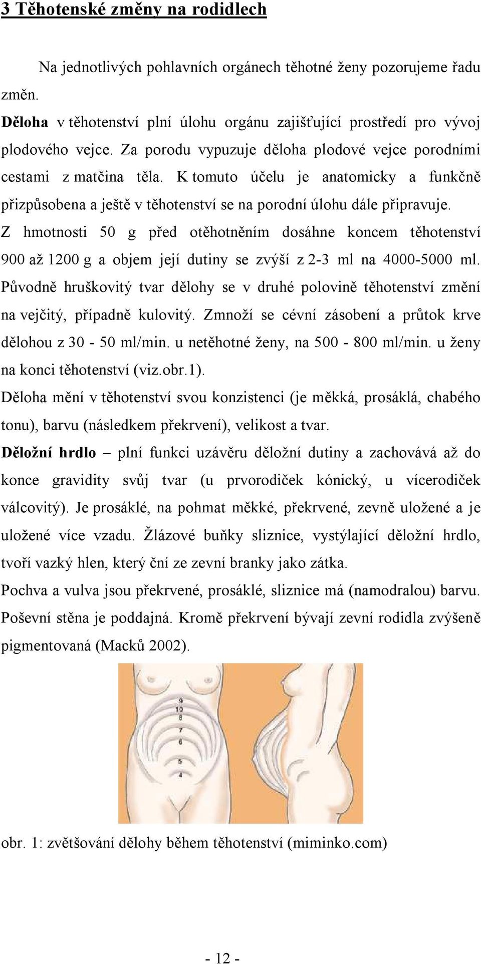 Z hmotnosti 50 g před otěhotněním dosáhne koncem těhotenství 900 až 1200 g a objem její dutiny se zvýší z 2-3 ml na 4000-5000 ml.