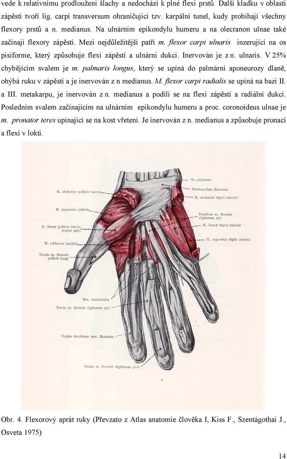 flexor carpi ulnaris inzerující na os pisiforme, který způsobuje flexi zápěstí a ulnárni dukci. Inervován je z n. ulnaris. V 25% chybějícím svalem je m.