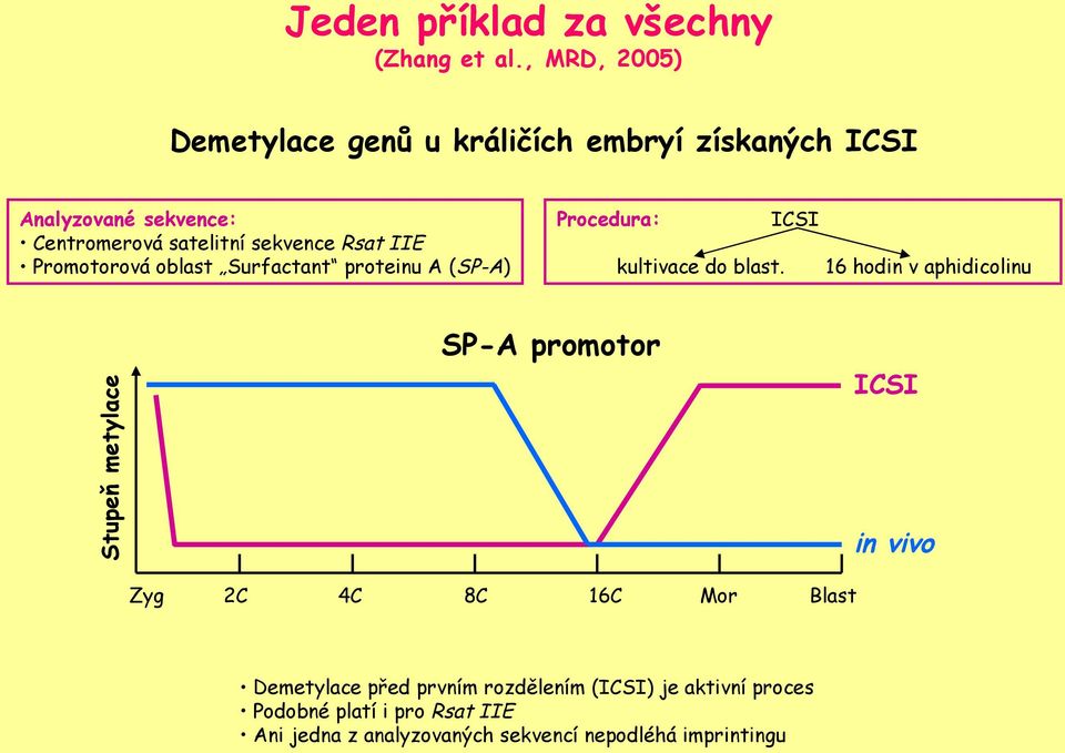 IIE Promotorová oblast Surfactant proteinu A (SP-A) Procedura: kultivace do blast.