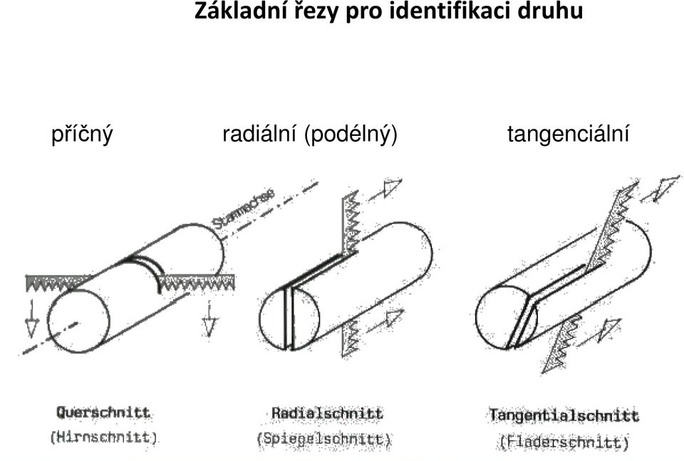 příčný radiální