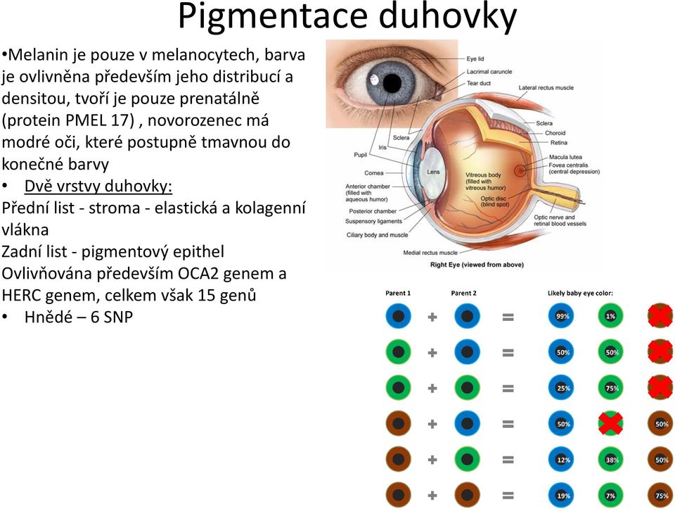 barvy Dvě vrstvy duhovky: Přední list - stroma - elastická a kolagenní vlákna Zadní list -