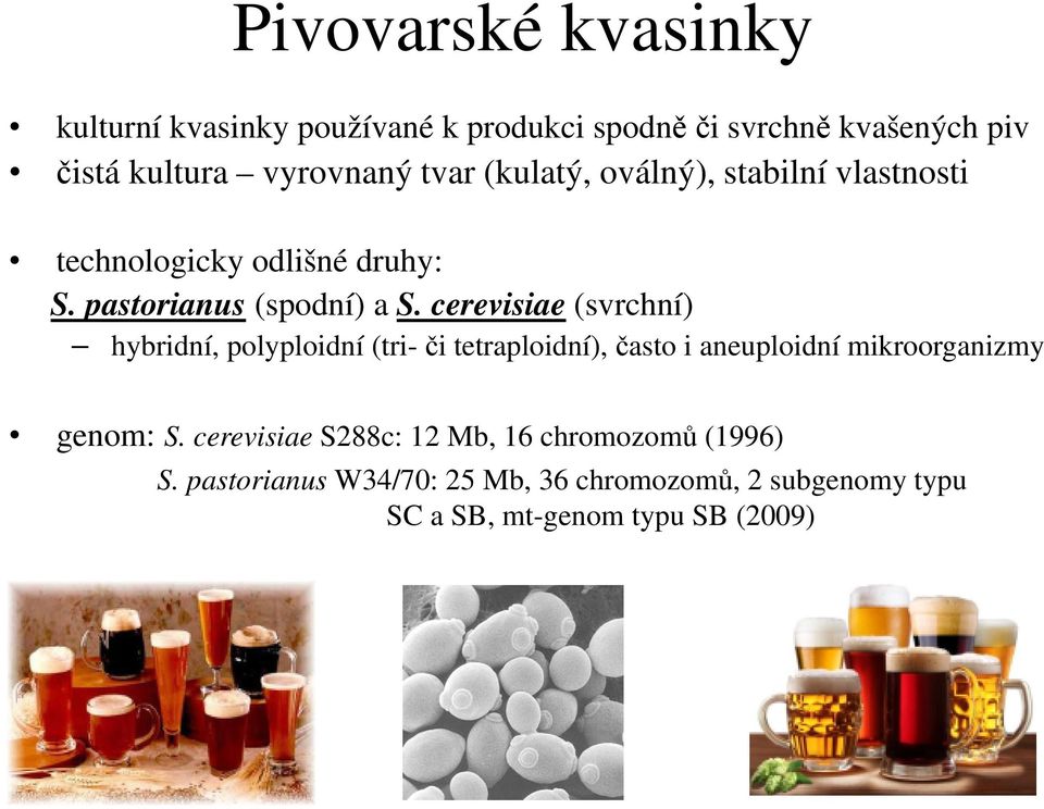 cerevisiae (svrchní) hybridní, polyploidní (tri-či tetraploidní),často i aneuploidní mikroorganizmy genom: S.