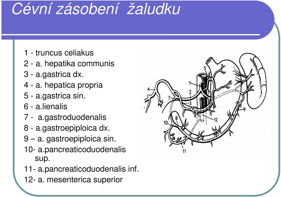 gastroduodenalis 8 - a.gastroepiploica dx. 9 a. gastroepiploica sin. 10- a.