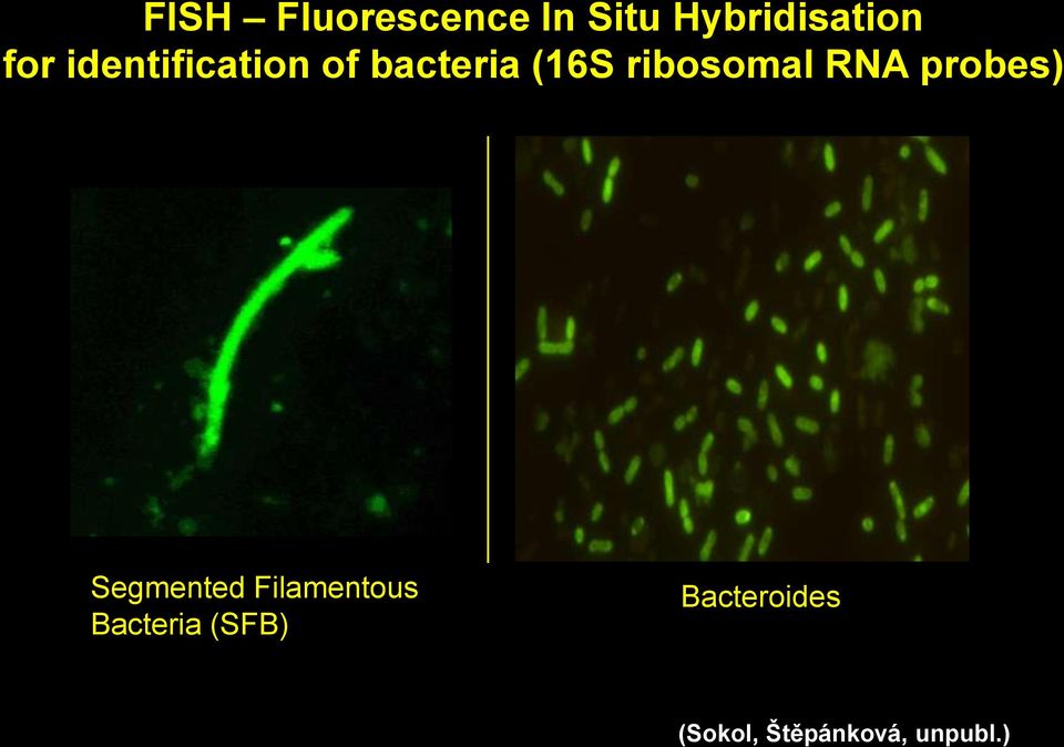 RNA probes) Segmented Filamentous Bacteria