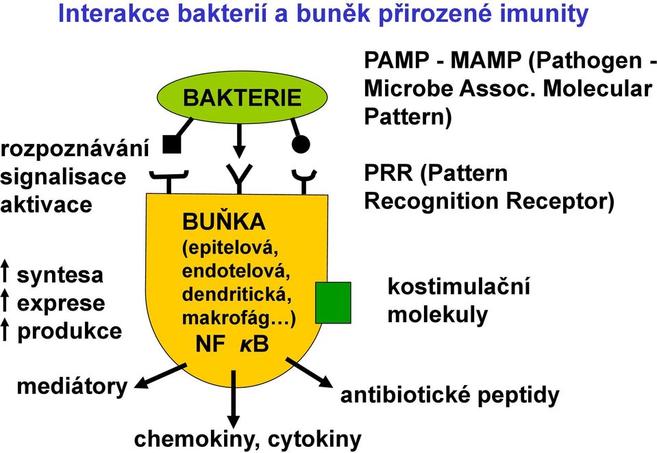 dendritická, makrofág ) NF κb PAMP - MAMP (Pathogen - Microbe Assoc.