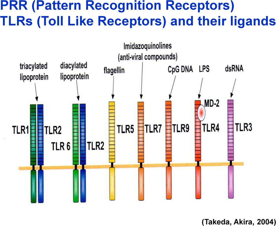Like Receptors) and their