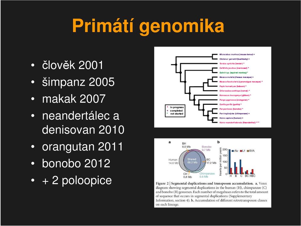 neandertálec a denisovan 2010