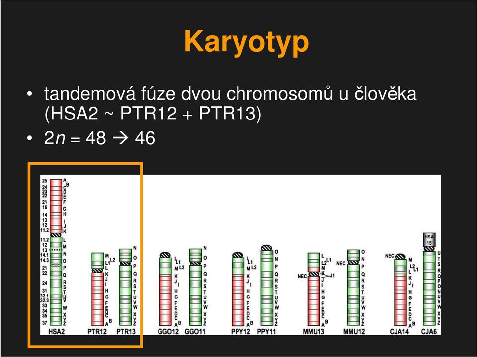 u člověka (HSA2 ~