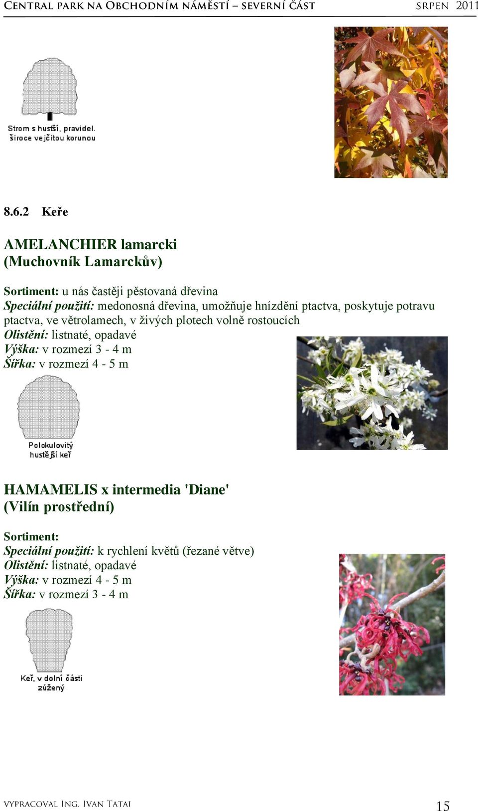 rostoucích Výška: v rozmezí 3-4 m Šířka: v rozmezí 4-5 m HAMAMELIS x intermedia 'Diane' (Vilín