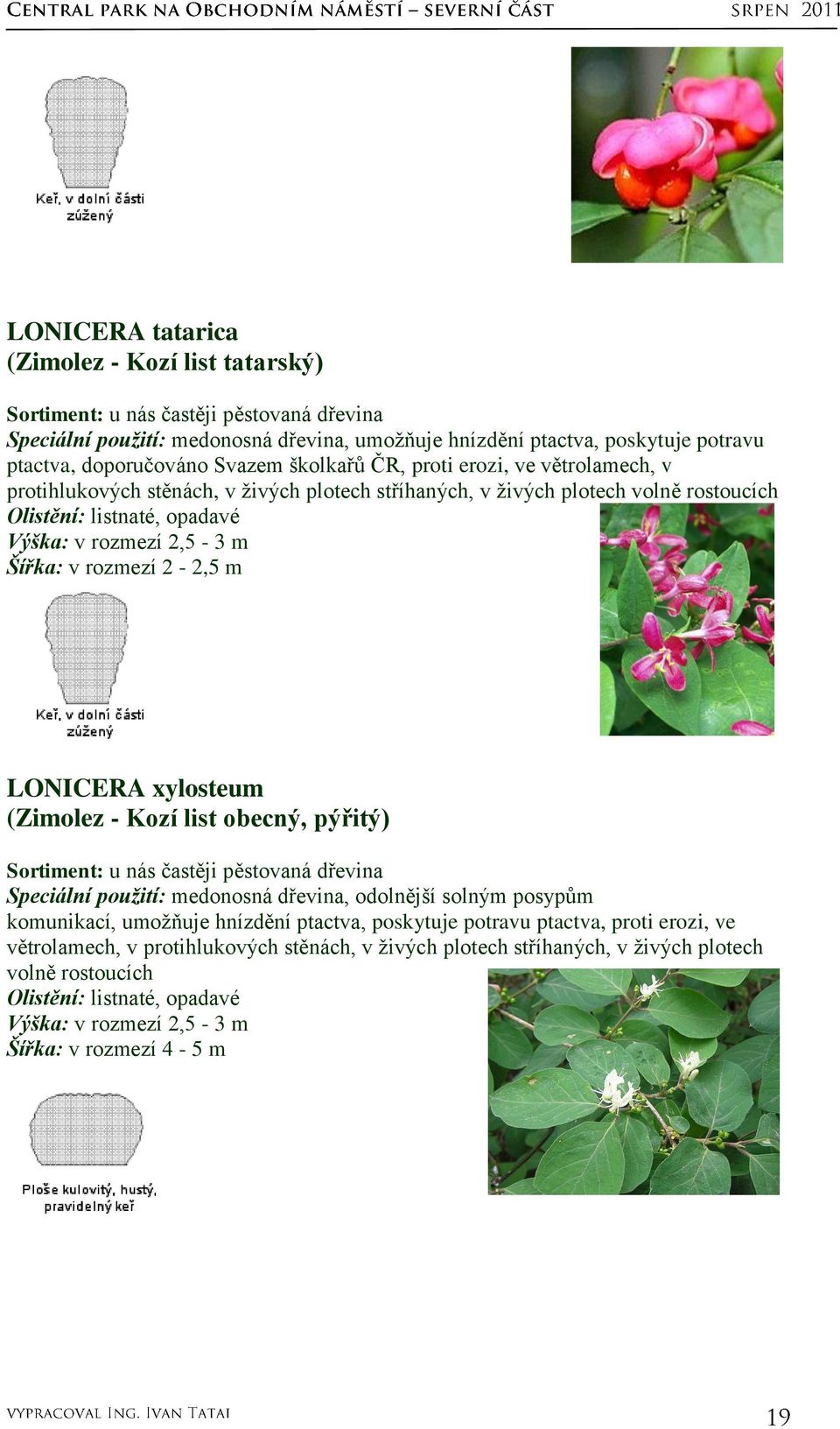 LONICERA xylosteum (Zimolez - Kozí list obecný, pýřitý) Speciální použití: medonosná dřevina, odolnější solným posypům komunikací, umoţňuje hnízdění ptactva, poskytuje