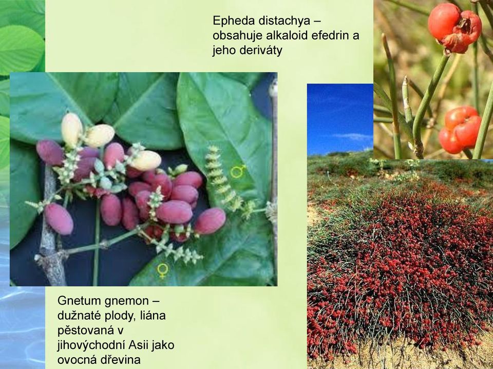 ovocná dřevina Epheda distachya