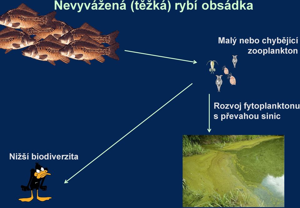 zooplankton Rozvoj