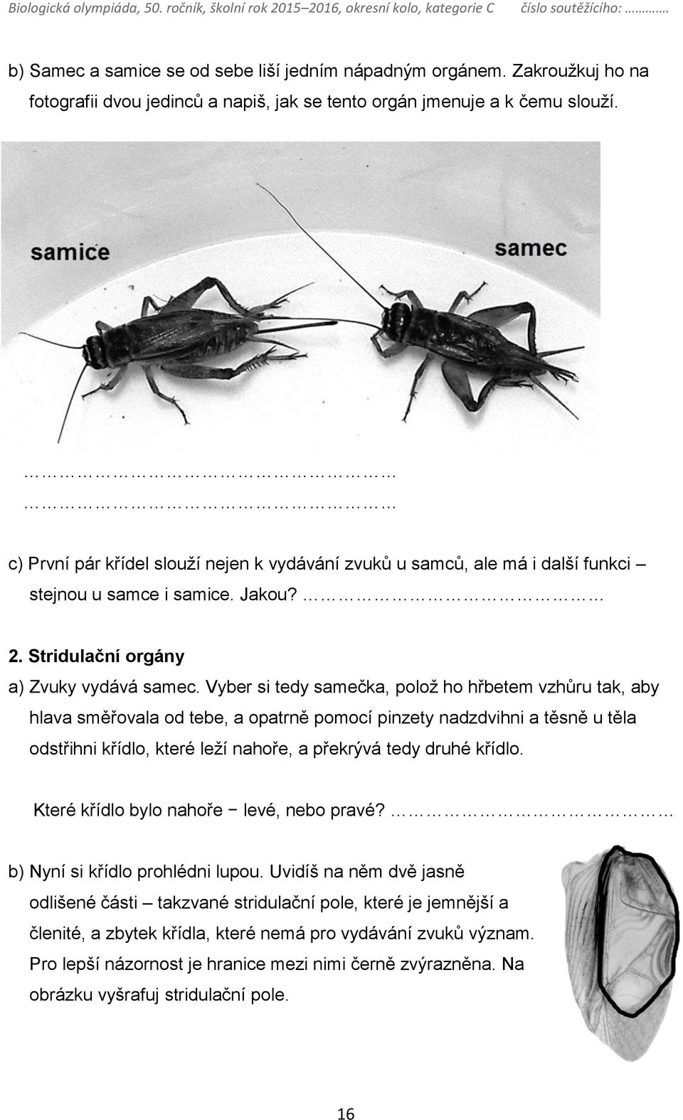 Vyber si tedy samečka, polož ho hřbetem vzhůru tak, aby hlava směřovala od tebe, a opatrně pomocí pinzety nadzdvihni a těsně u těla odstřihni křídlo, které leží nahoře, a překrývá tedy druhé křídlo.