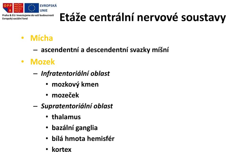 oblast mozkový kmen mozeček Supratentoriální oblast