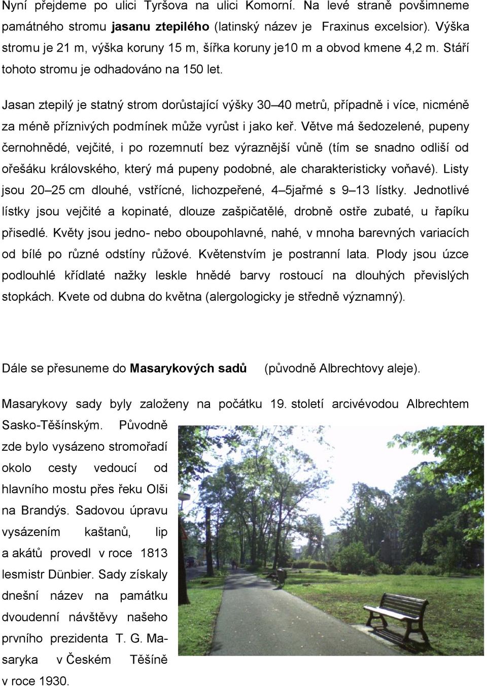 Jasan ztepilý je statný strom dorůstající výšky 30 40 metrů, případně i více, nicméně za méně příznivých podmínek můţe vyrůst i jako keř.