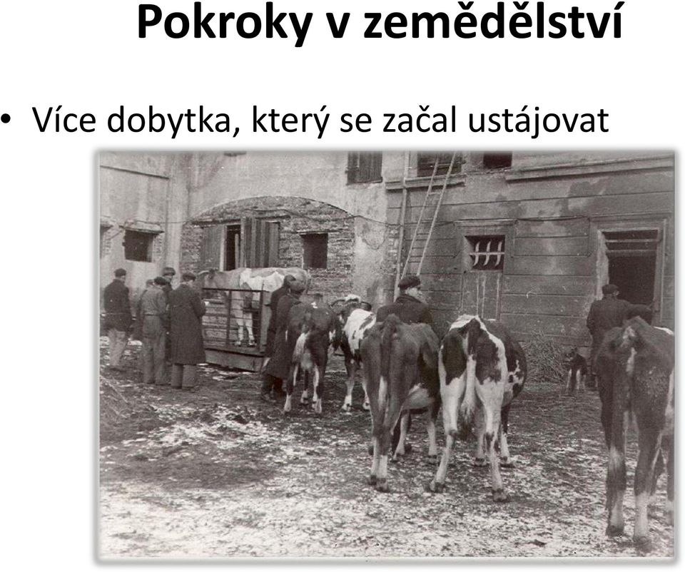 Více dobytka,