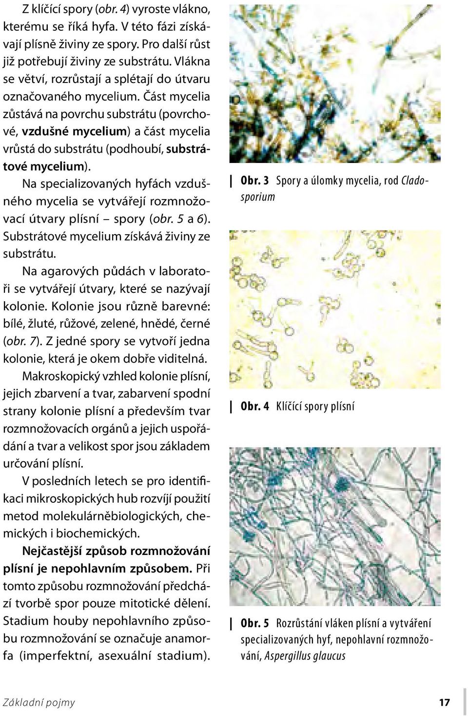 Část mycelia zůstává na povrchu substrátu (povrchové, vzdušné mycelium) a část mycelia vrůstá do substrátu (podhoubí, substrátové mycelium).