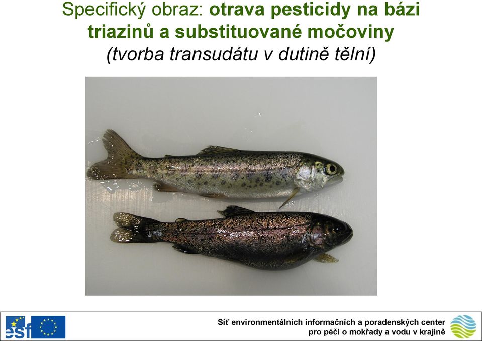 a substituované močoviny