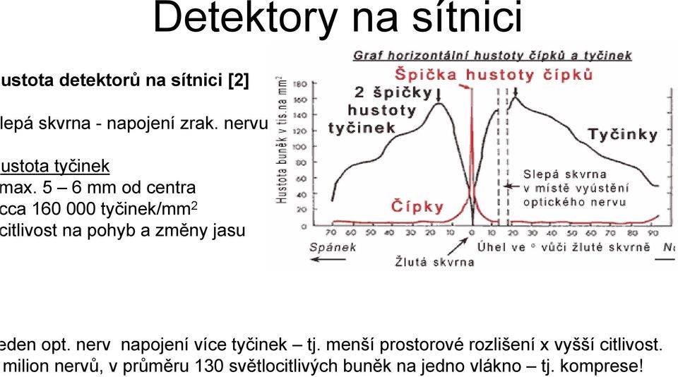 5 6 mm od centra ca 160 000 tyčinek/mm 2 itlivost na pohyb a změny jasu den opt.